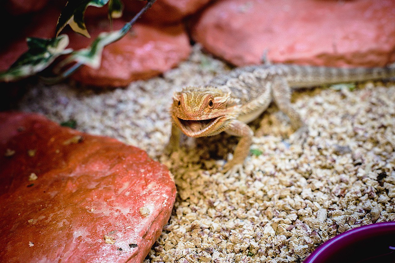 next cold - My, Lizard, Agama, Bearded dragon, Pets, Pet, Pet, cat, Longpost, 