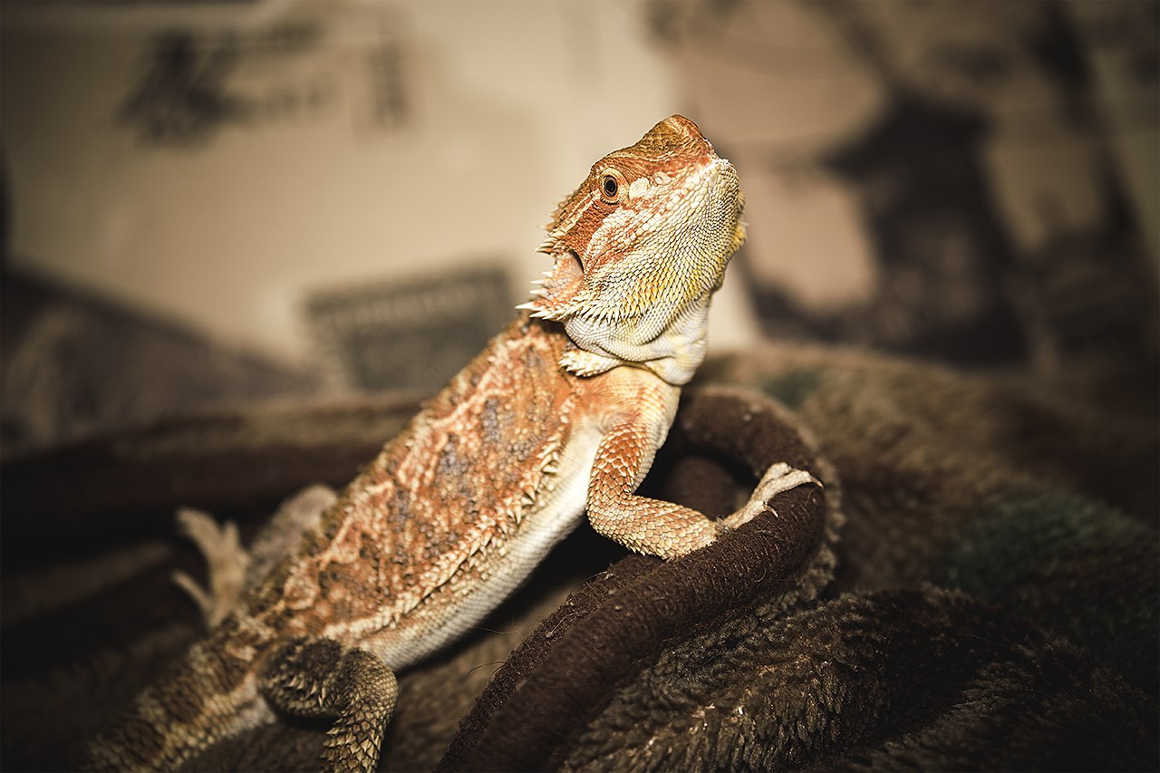 next cold - My, Lizard, Agama, Bearded dragon, Pets, Pet, Pet, cat, Longpost, 