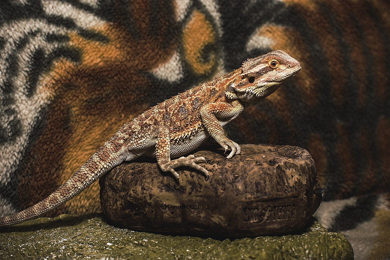 next cold - My, Lizard, Agama, Bearded dragon, Pets, Pet, Pet, cat, Longpost, 