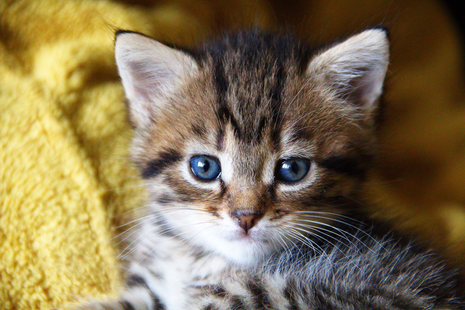 Little predator - My, cat, Mustachioed - Striped, Milota, Longpost