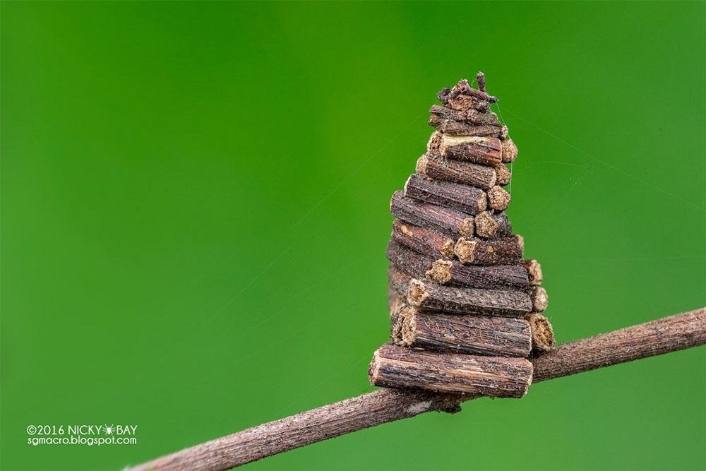 bag girl - Butterfly, House, , Nature, beauty, Fake