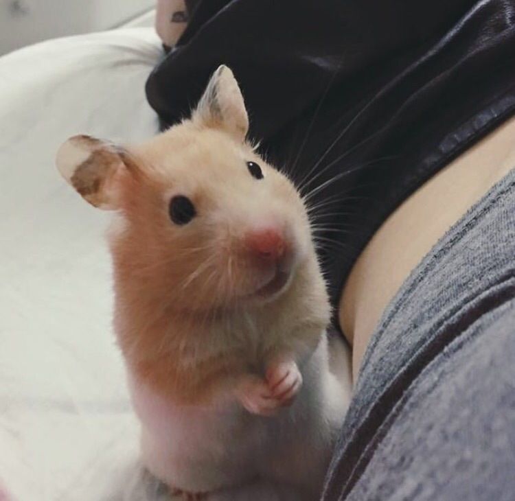 Mistress, are we going to have breakfast today? - Hamster, Animals, Person