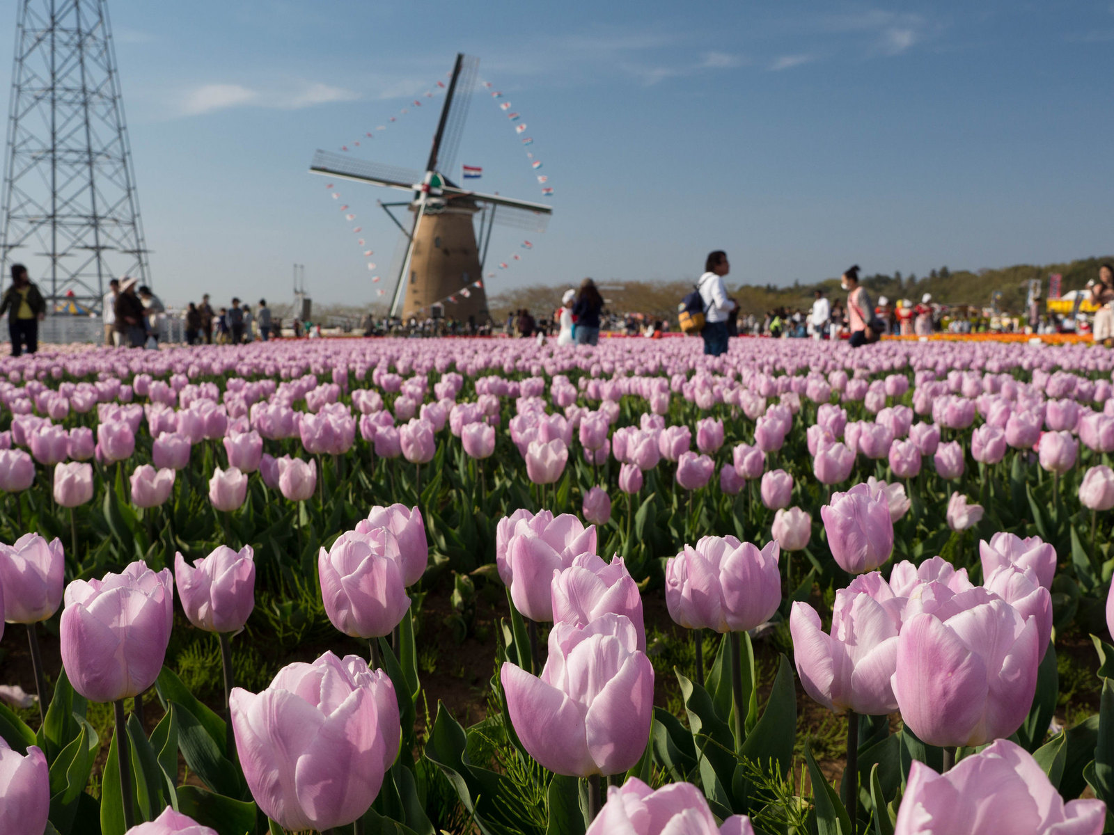 Tulips in Sakura - My, Japan, Flowers, Tulips, Longpost