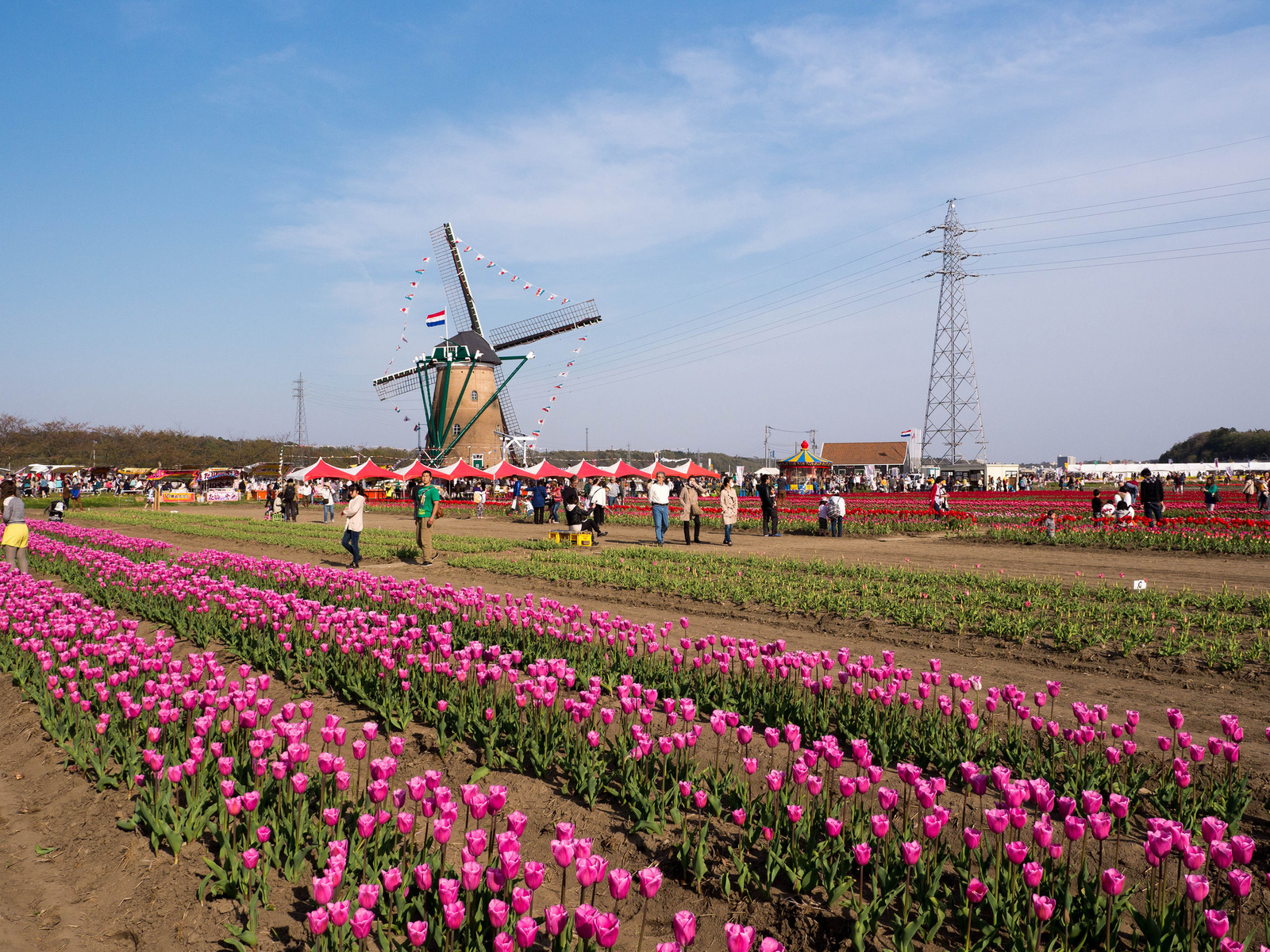 Tulips in Sakura - My, Japan, Flowers, Tulips, Longpost