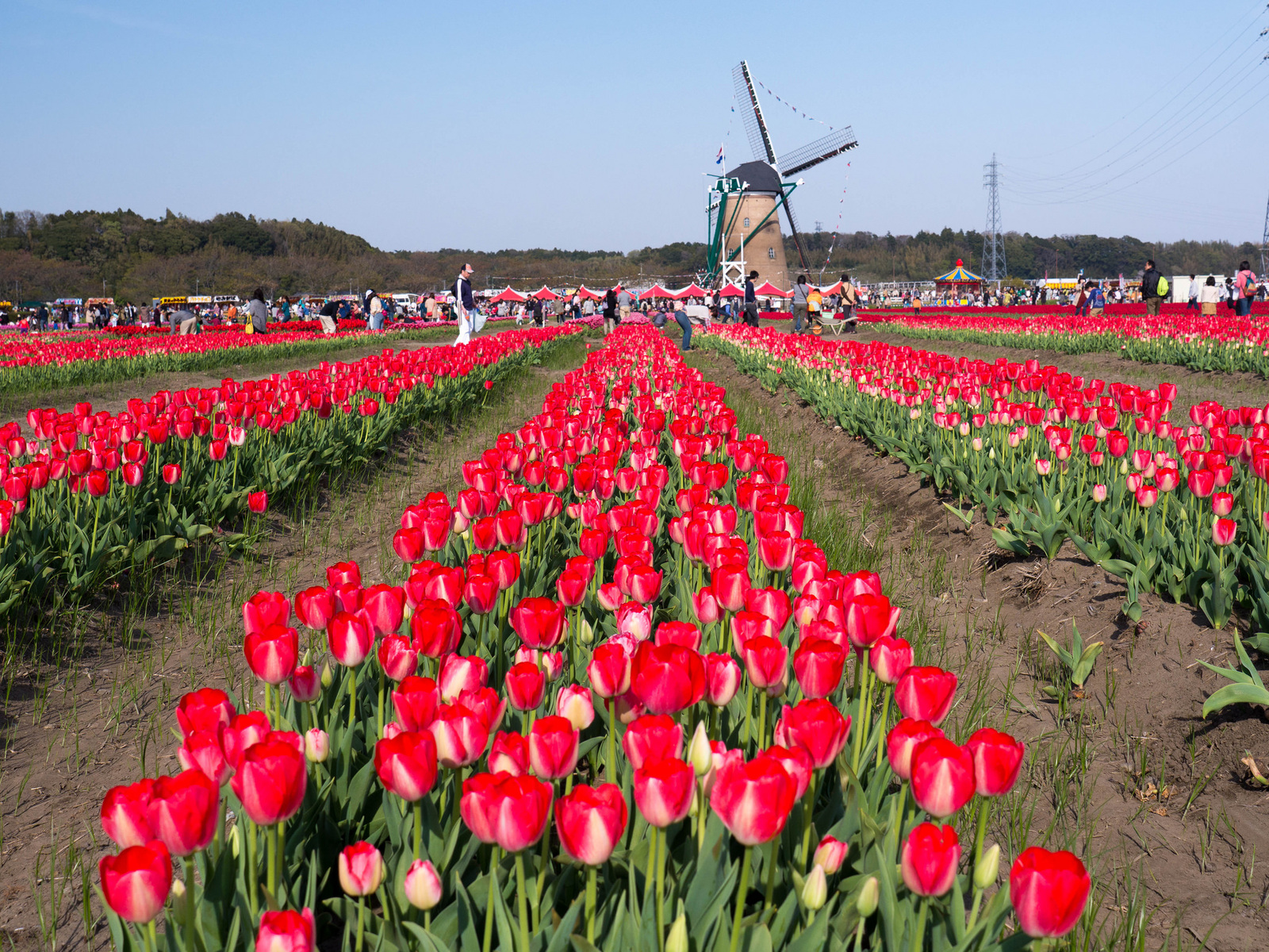 Tulips in Sakura - My, Japan, Flowers, Tulips, Longpost