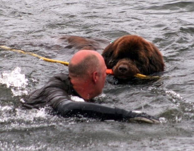 Rescue dogs. - Dog, Rescue of a drowning man, Education, Dog days