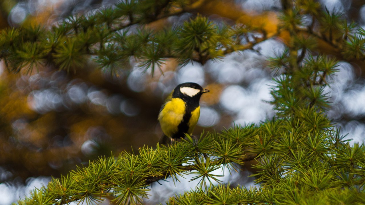 Birds on helios - My, The photo, Birds, Helios