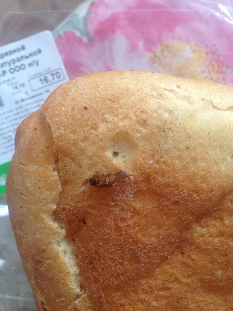 I found such an animal today in bread - Insects, Bread, Products, Krasnodar, Negligence, Cockroaches, Longpost