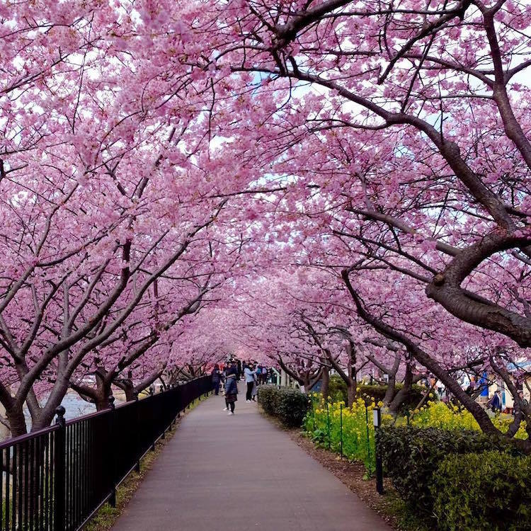 В Японии начался сезон цветения сакуры | Пикабу