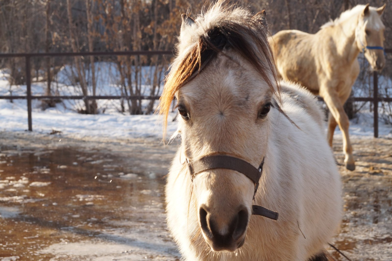 Are harmful horses so harmful? - My, Horses, Horses, Behavior, Harmfulness, Longpost