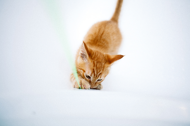 I don’t play pranks, I don’t touch anyone, I fix the stove, and I also consider it my duty to warn that the cat is an ancient and inviolable animal. (c) cat Behemoth - My, cat, Photographer, Redheads, Fluffy, , Canon, Longpost, Toyota Mark II