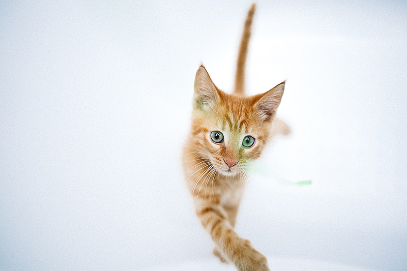 I don’t play pranks, I don’t touch anyone, I fix the stove, and I also consider it my duty to warn that the cat is an ancient and inviolable animal. (c) cat Behemoth - My, cat, Photographer, Redheads, Fluffy, , Canon, Longpost, Toyota Mark II