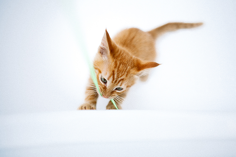 I don’t play pranks, I don’t touch anyone, I fix the stove, and I also consider it my duty to warn that the cat is an ancient and inviolable animal. (c) cat Behemoth - My, cat, Photographer, Redheads, Fluffy, , Canon, Longpost, Toyota Mark II