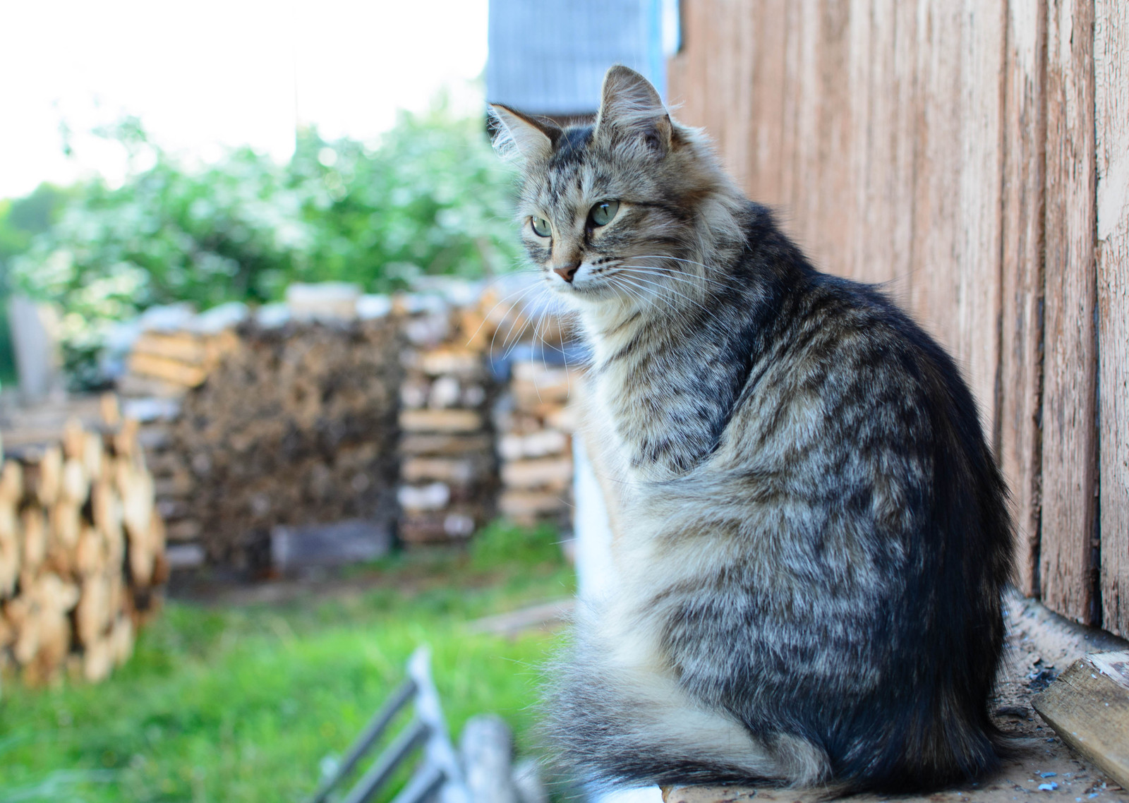 Asha, take it! - My, cat, Video, Animals, The photo, Milota