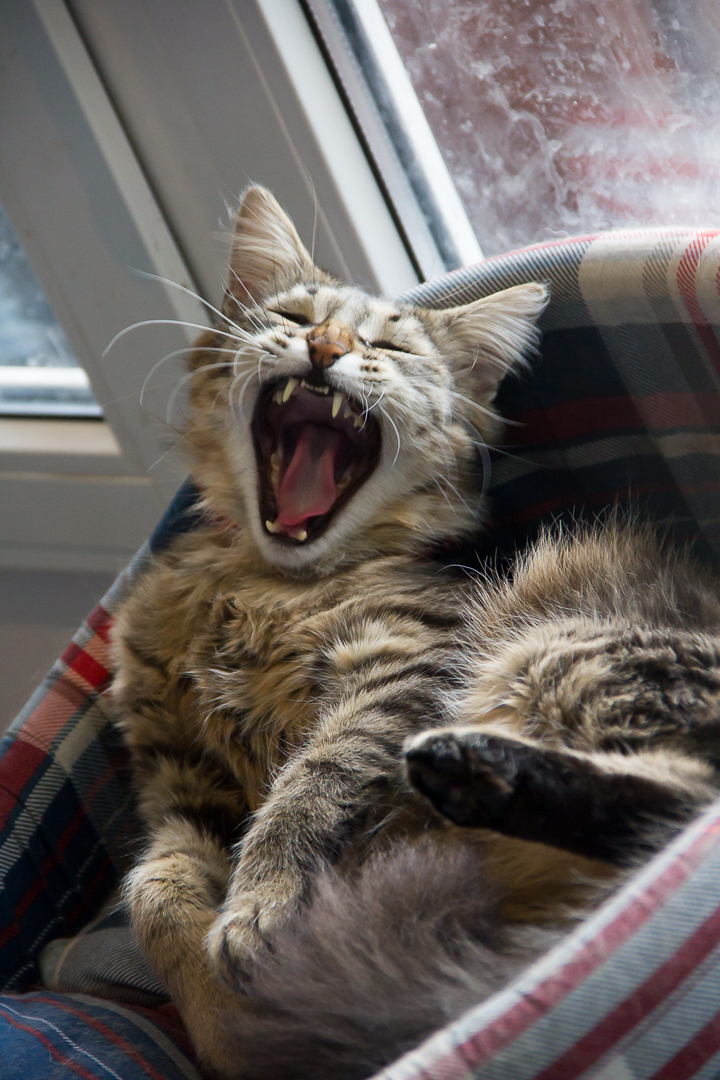 When the hostess forgot an open frying pan with fish in the kitchen... - My, cat, Striped, Impudent, Pleased, Impudence