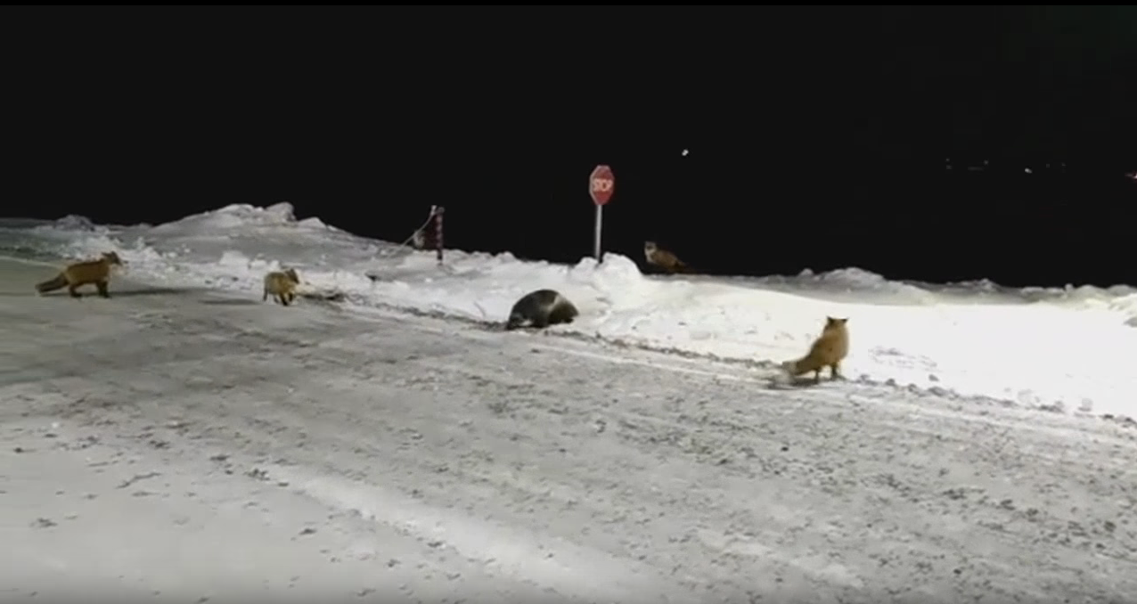 In Yakutia, road builders feed foxes and wolverine - Yakutia, Wild animals, Fox, Road workers, Video, Wolverines