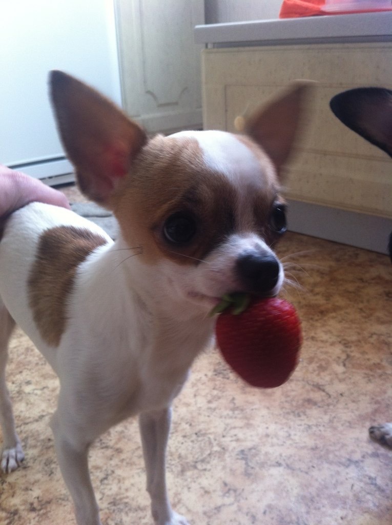 These eyes - Dog, Chihuahua, Strawberry