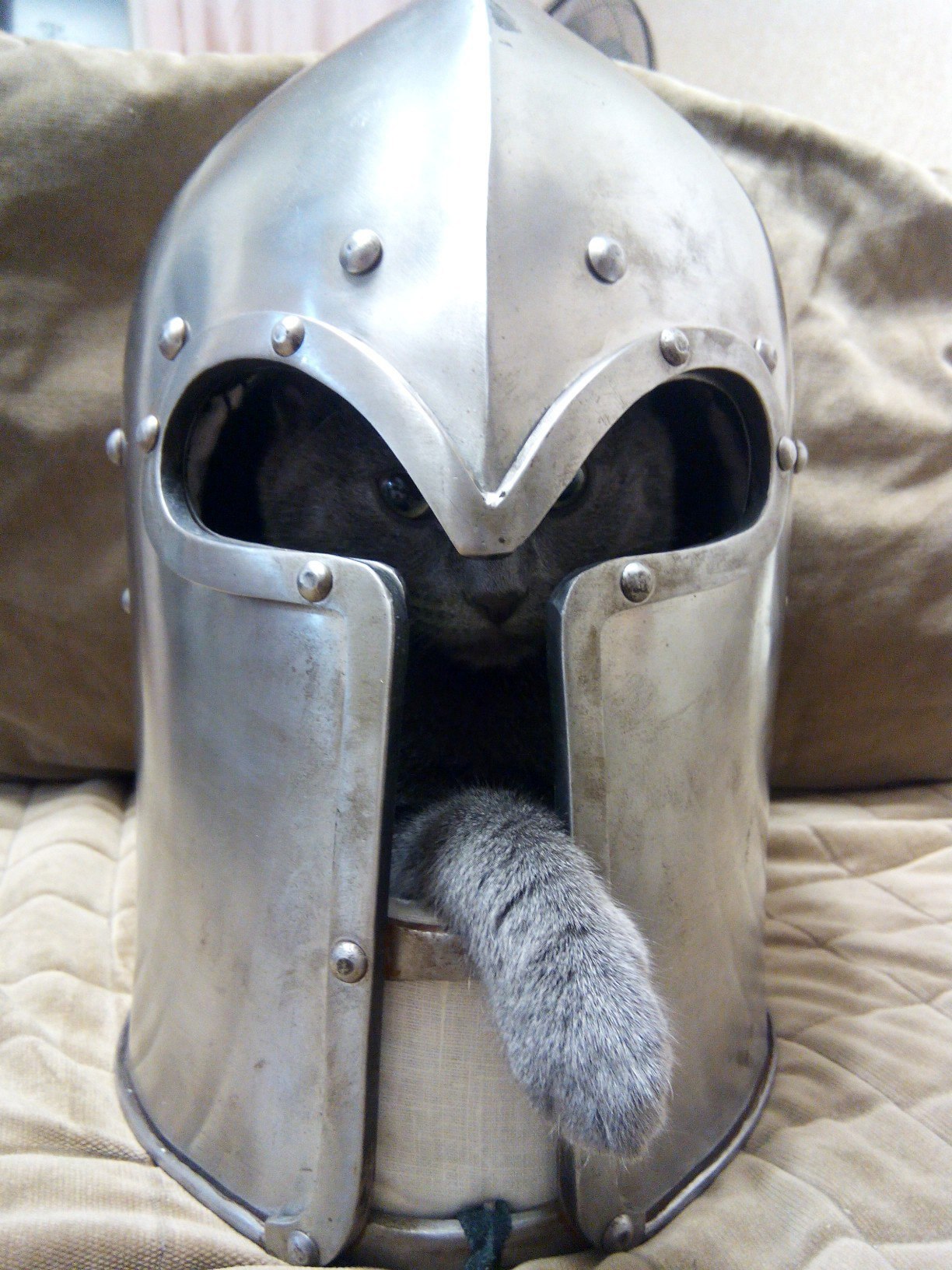 Way of the cat warrior. Start - My, cat, Knight, Helmet, Kawaii, , Knights