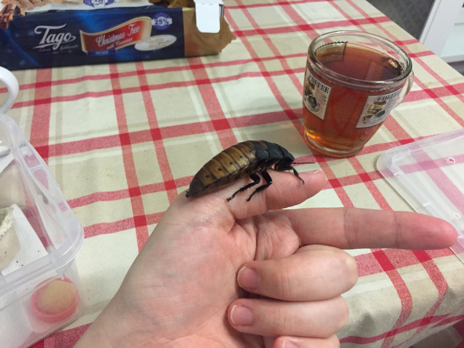 Another happy family - My, cat, Exot, Madagascar cockroach, Longpost