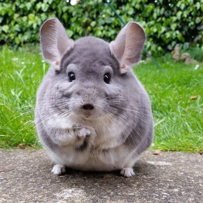 Post filled with cuteness :3 - Milota, Animals, Longpost, Chinchilla