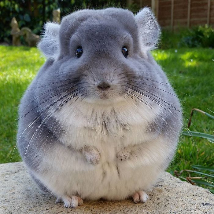 Post filled with cuteness :3 - Milota, Animals, Longpost, Chinchilla