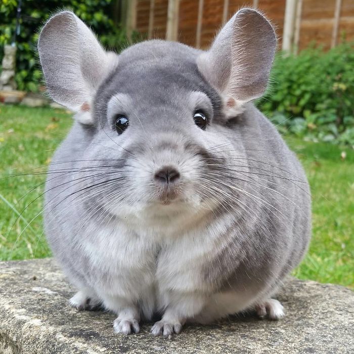 Post filled with cuteness :3 - Milota, Animals, Longpost, Chinchilla