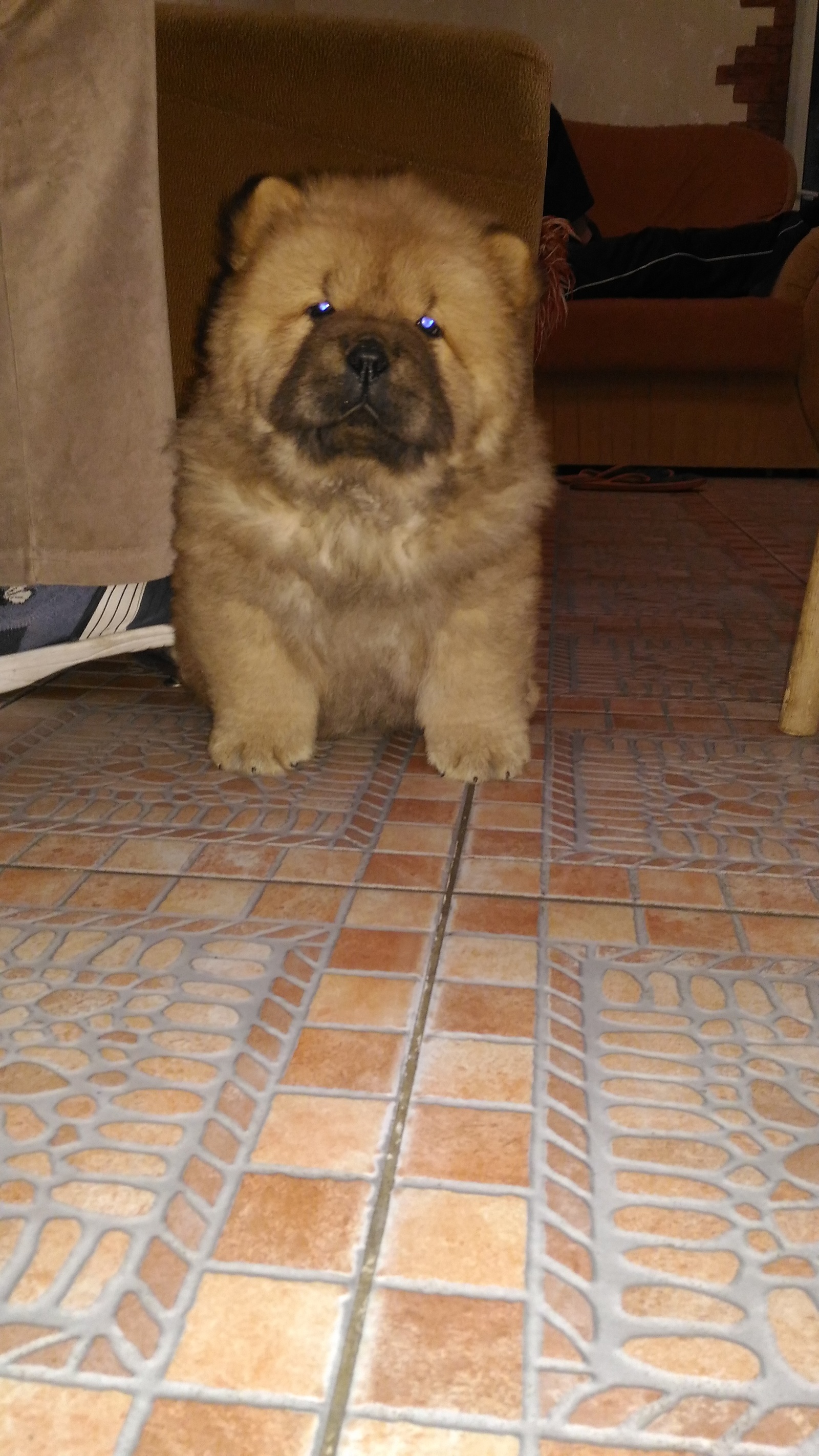 Do you love dogs??? - My, Puppies, Dog, Chow Chow, Longpost