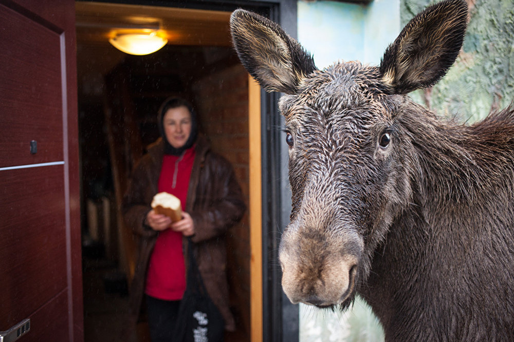 Grishka is almost like a dog, well, only a very big and kind dog - Elk, Republic of Belarus, Kindness, Longpost