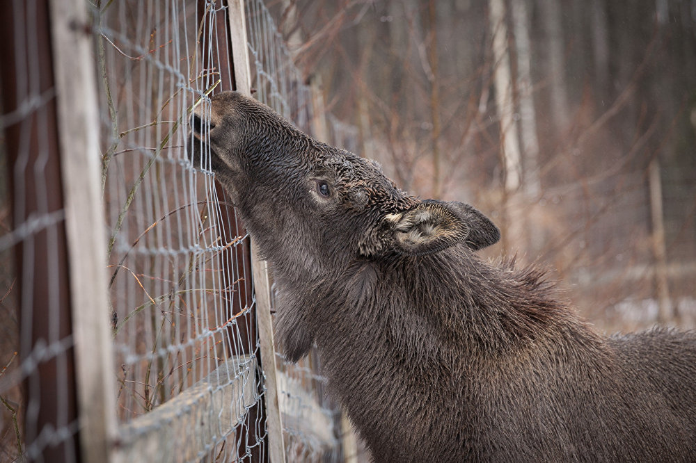 Grishka is almost like a dog, well, only a very big and kind dog - Elk, Republic of Belarus, Kindness, Longpost