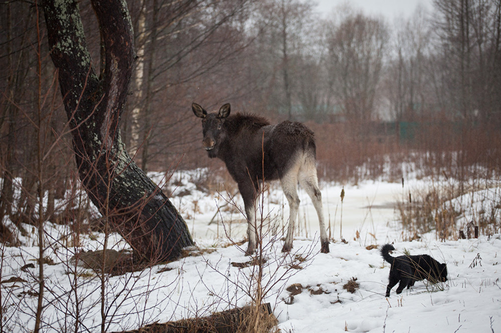 Grishka is almost like a dog, well, only a very big and kind dog - Elk, Republic of Belarus, Kindness, Longpost