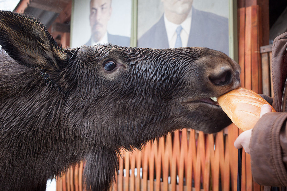 Grishka is almost like a dog, well, only a very big and kind dog - Elk, Republic of Belarus, Kindness, Longpost