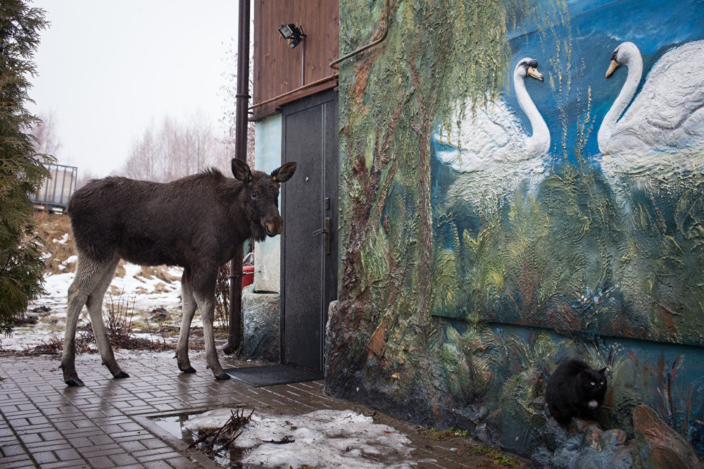 Grishka is almost like a dog, well, only a very big and kind dog - Elk, Republic of Belarus, Kindness, Longpost