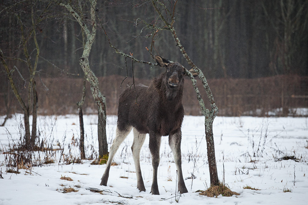 Grishka is almost like a dog, well, only a very big and kind dog - Elk, Republic of Belarus, Kindness, Longpost