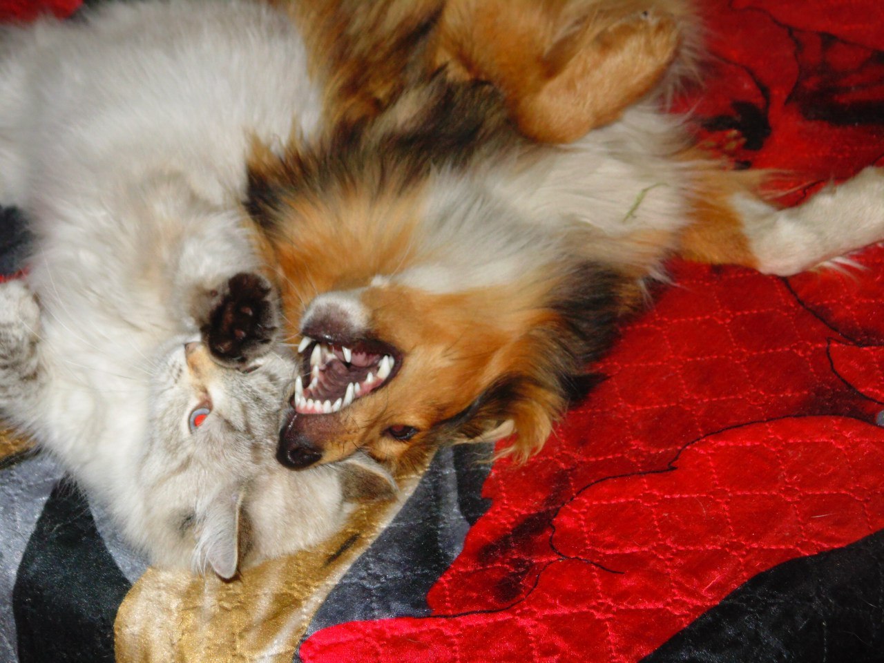 And once again, Shelties are animals ..))) - My, cat, Sheltie, Animals