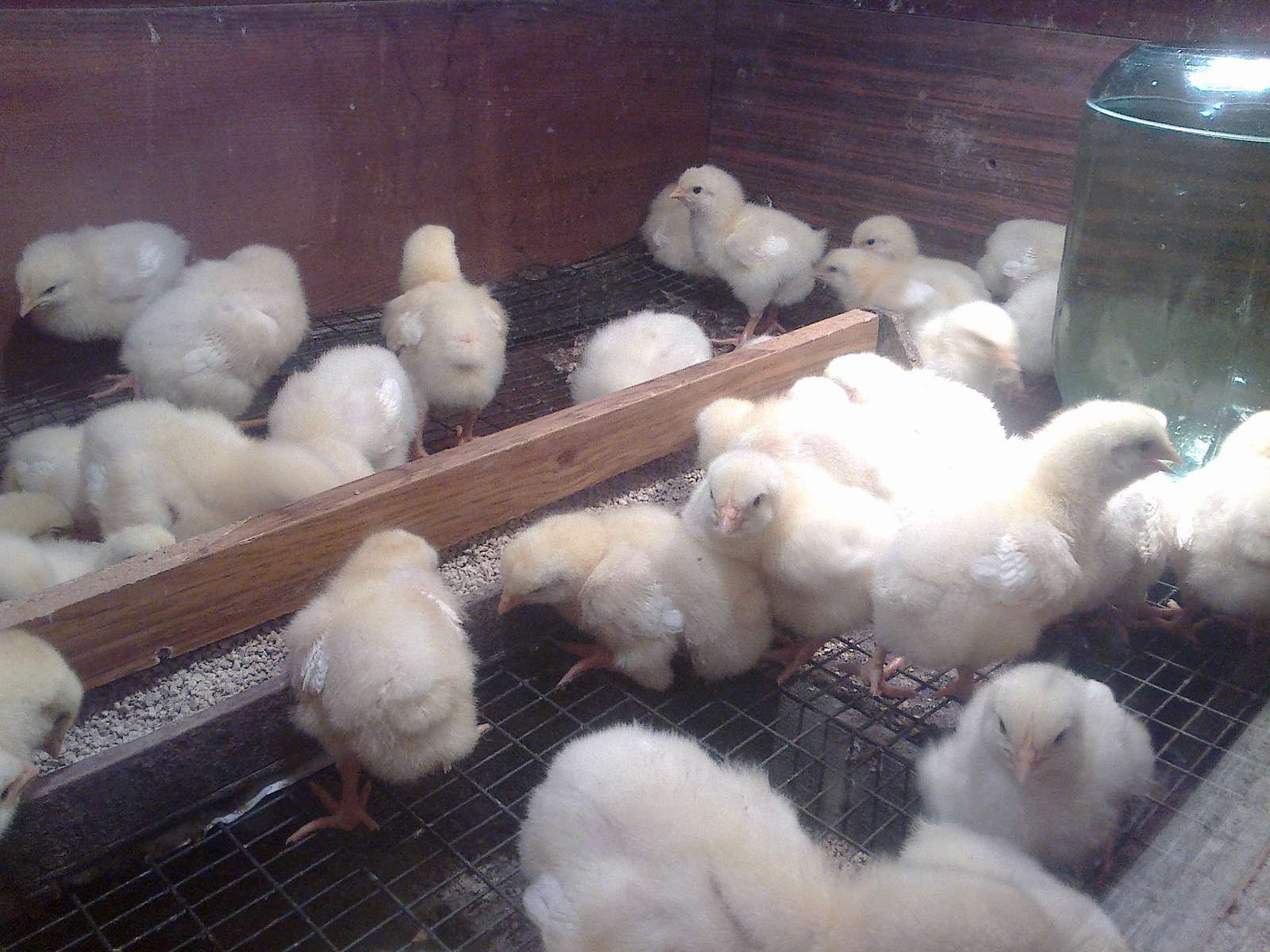 COBB-500 day four - My, White chicks, Chickens, Farm, Broilers