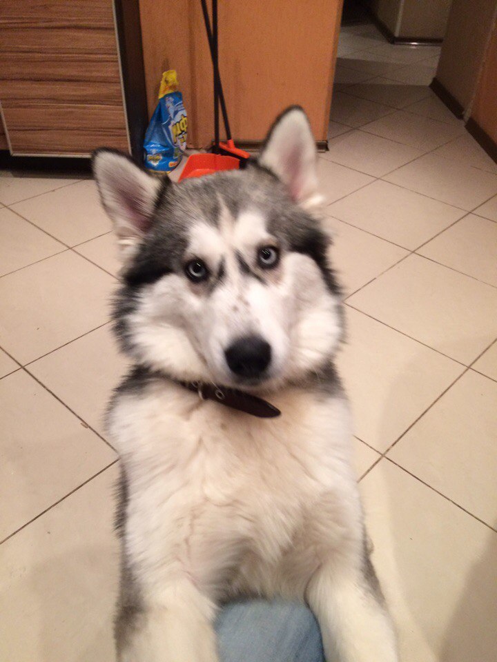 Batman - My, Batman, Husky, Kitchen, Longpost