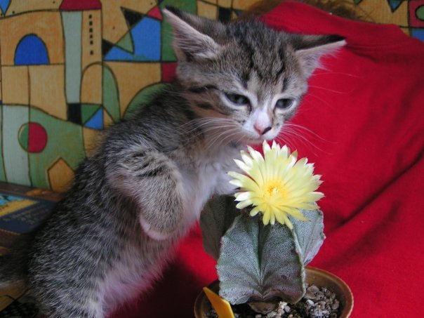 Cacti in the Far (almost) North - My, Cactus, Blooming cacti, Longpost, cat