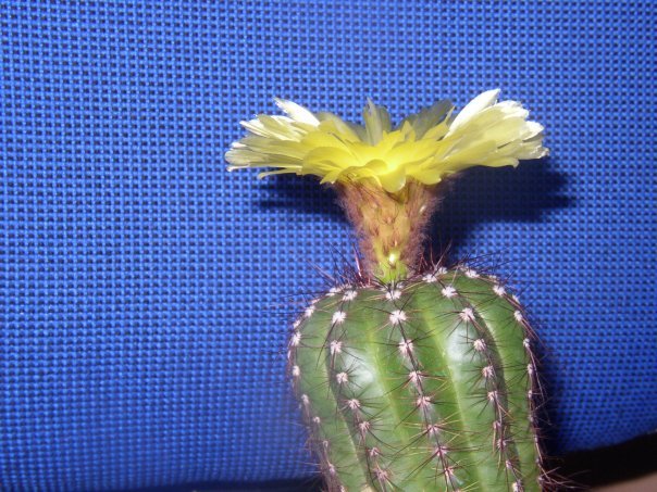 Cacti in the Far (almost) North - My, Cactus, Blooming cacti, Longpost, cat