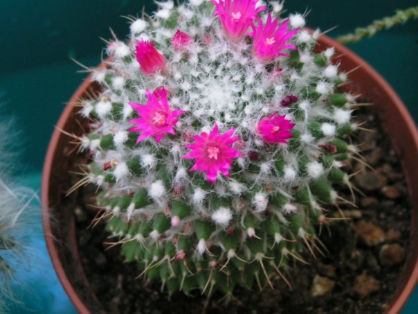 Cacti in the Far (almost) North - My, Cactus, Blooming cacti, Longpost, cat