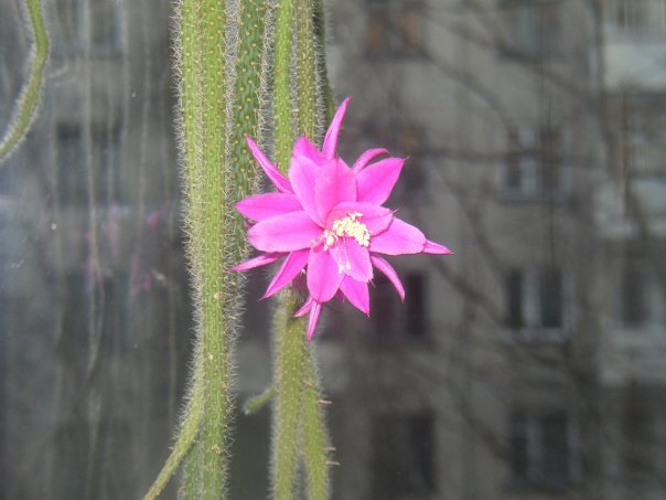 Cacti in the Far (almost) North - My, Cactus, Blooming cacti, Longpost, cat