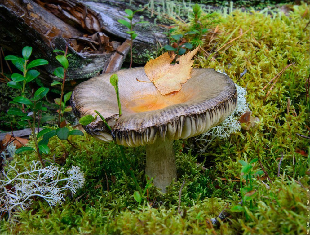 Корабельная чаща - Коми, Лес, Чаща, Фотография, Природа, Лето, Россия, Съездить, Длиннопост