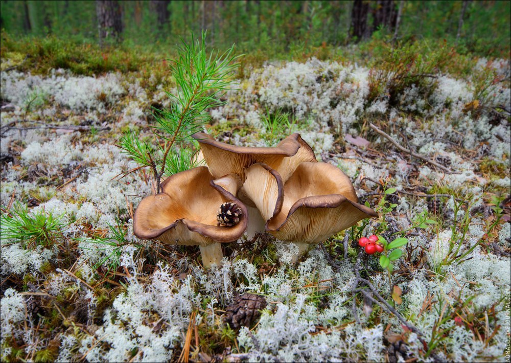 Корабельная чаща - Коми, Лес, Чаща, Фотография, Природа, Лето, Россия, Съездить, Длиннопост