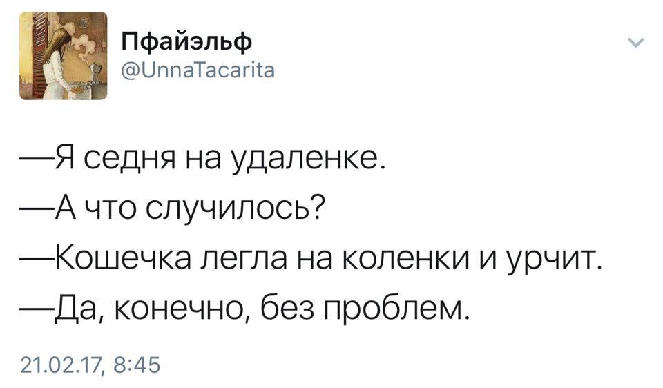 Удалёнка. - Работа, Кот, Удаленная работа