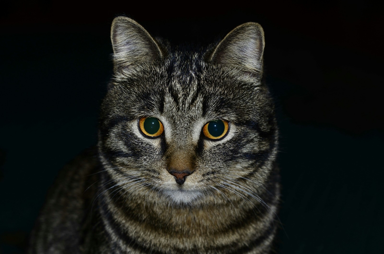 Just a cat. - Nikon d5100, cat