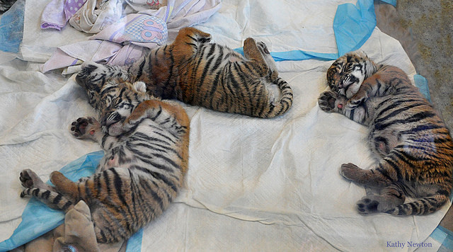 Tiger cuteness, three weeks old, three pieces =) - Tiger, Zoo, Cincinnati, Children, Longpost