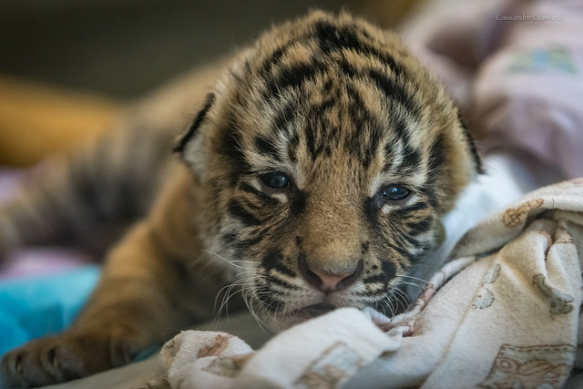 Tiger cuteness, three weeks old, three pieces =) - Tiger, Zoo, Cincinnati, Children, Longpost