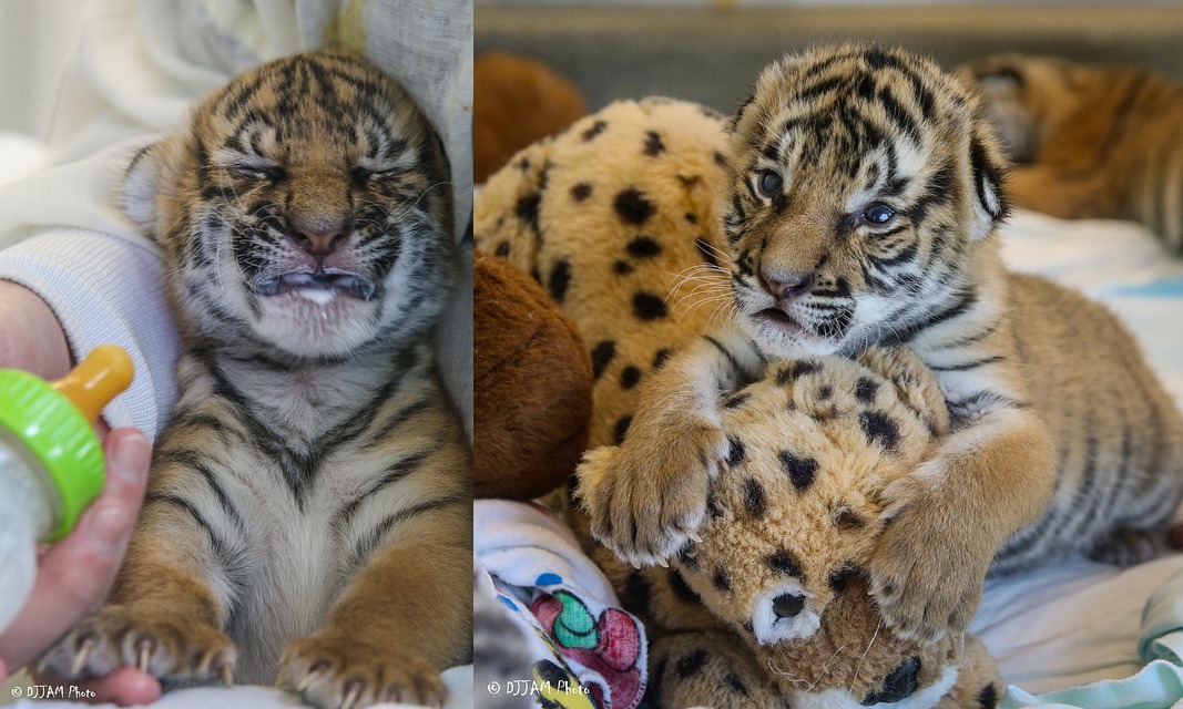 Tiger cuteness, three weeks old, three pieces =) - Tiger, Zoo, Cincinnati, Children, Longpost