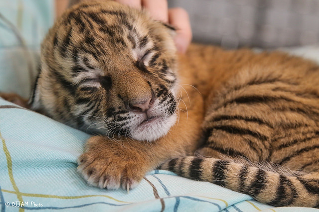 Tiger cuteness, three weeks old, three pieces =) - Tiger, Zoo, Cincinnati, Children, Longpost