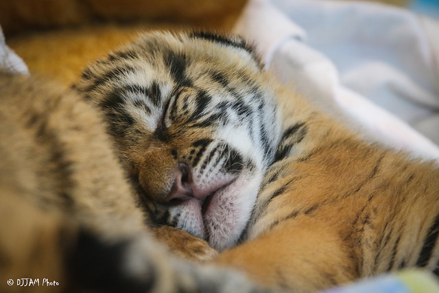 Tiger cuteness, three weeks old, three pieces =) - Tiger, Zoo, Cincinnati, Children, Longpost