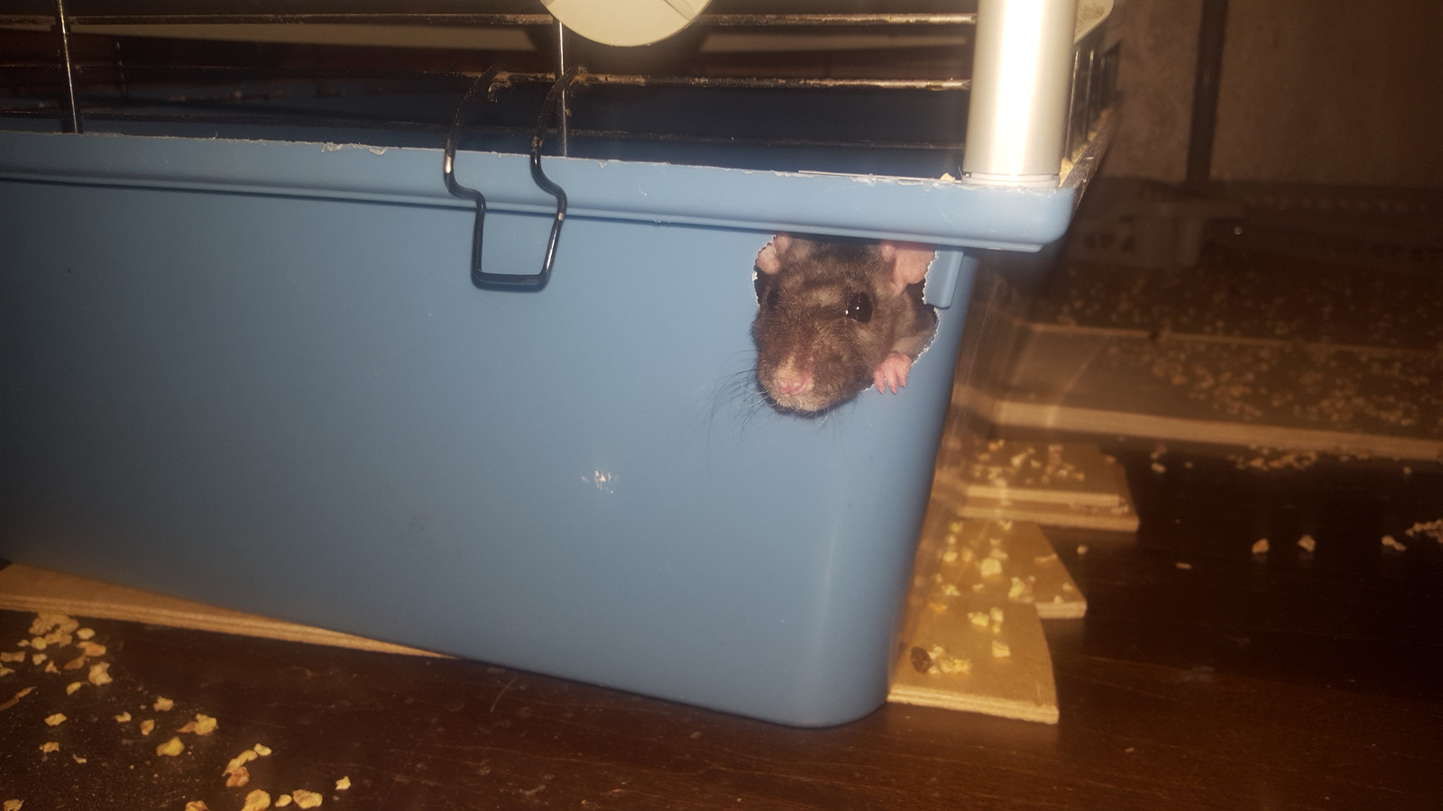 Well hello - My, Decorative rats, Animals, Pet, Asshole, Pets